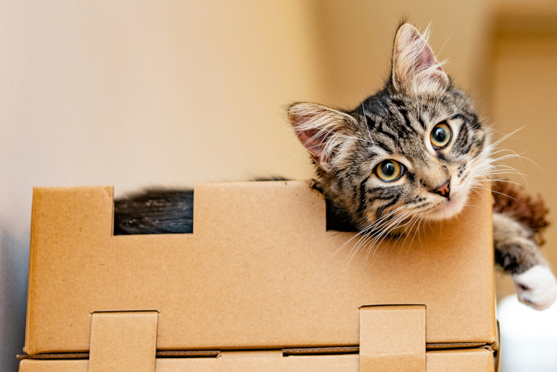 Pet Relocation Pet Relocation